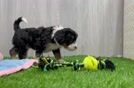 Mini Bernedoodle Pup Being Cute