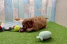 Cavapoo Puppy for Adoption