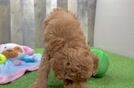 Best Cavapoo Baby