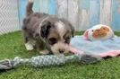 Petite Mini Aussiedoodle Poodle Mix Pup