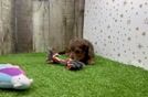 Best Cavapoo Baby