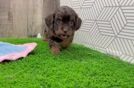 Best Cavapoo Baby
