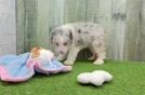 Mini Aussiedoodle Puppy for Adoption