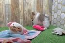 Hypoallergenic Pomeranian Baby