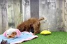 Meet Kellen - our Cavapoo Puppy Video