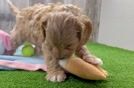 Cute Cavapoo Baby