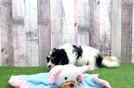 Playful Cavalier Bichon Designer Puppy