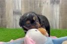 Mini Aussiedoodle Pup Being Cute