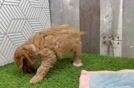 Cavapoo Puppy for Adoption