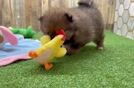 Pomeranian Pup Being Cute