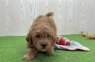 Happy Mini Goldendoodle Baby