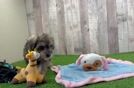Meet Bauer - our Mini Schnoodle Puppy Video