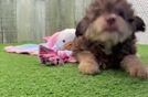 Meet Grayson - our Mini Aussiedoodle Puppy Video