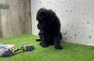 Meet Envy - our Mini Goldendoodle Puppy Video