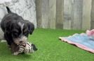 Adorable Mini Bernese Poodle Poodle Mix Puppy