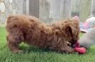 Poodle Pup Being Cute