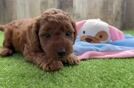 Meet Archer - our Mini Goldendoodle Puppy Video