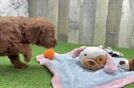 Friendly Mini Goldendoodle Baby
