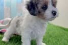 Hypoallergenic Yorkie Doodle Poodle Mix Puppy