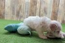 Hypoallergenic Maltepoo Poodle Mix Puppy