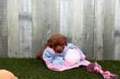 Cavapoo Pup Being Cute