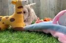 Funny Maltipoo Poodle Mix Pup
