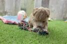 Maltipoo Pup Being Cute