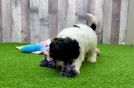 Best Cockapoo Baby