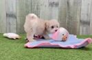 Meet Lenora - our Maltipoo Puppy Video