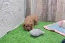 Cavapoo Puppy for Adoption