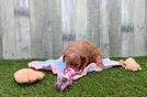 Sweet Cavapoo Baby