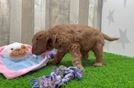 Popular Mini Goldendoodle Poodle Mix Pup