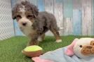 Hypoallergenic Bernadoodle Poodle Mix Puppy