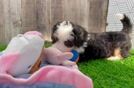 Smart Mini Bernedoodle Poodle Mix Pup