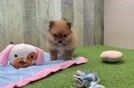 Fluffy Dwarf Spitz Purebred Puppy
