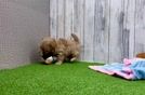 Maltipoo Pup Being Cute