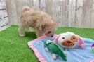 Funny Havapoo Poodle Mix Pup