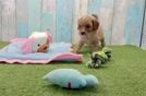 Meet Kaiser - our Cavapoo Puppy Video