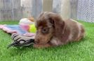 Cute Doxie Purebred Puppy