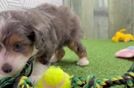 Little Mini Aussiepoo Poodle Mix Puppy