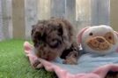 Cute Cockapoo Baby