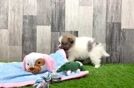 Meet Giorgio - our Pomeranian Puppy Video