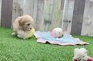 Maltipoo Pup Being Cute