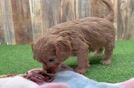 Cavapoo Pup Being Cute