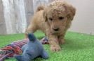 Friendly Mini Goldendoodle Baby