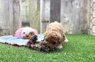 Best Maltipoo Baby