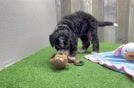 Funny Mini Bernedoodle Poodle Mix Pup