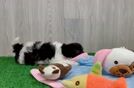 Maltipoo Puppy for Adoption