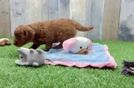 Meet Yahtzee - our Cavapoo Puppy Video