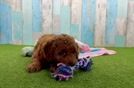 Best Mini Goldendoodle Baby